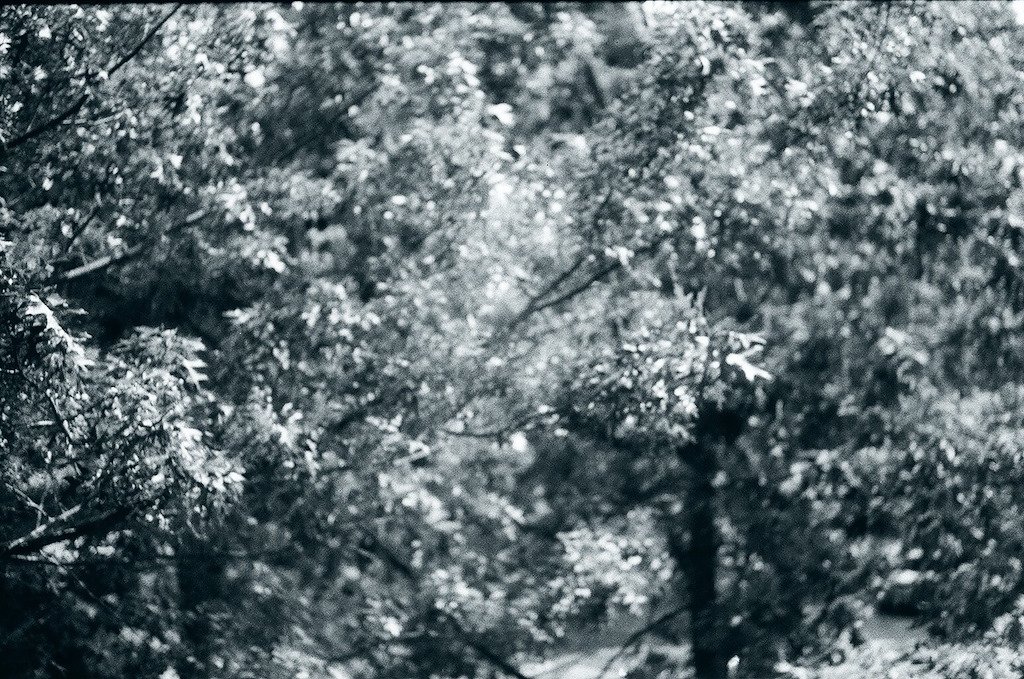 Image showing some leaves on a tree in late-July.