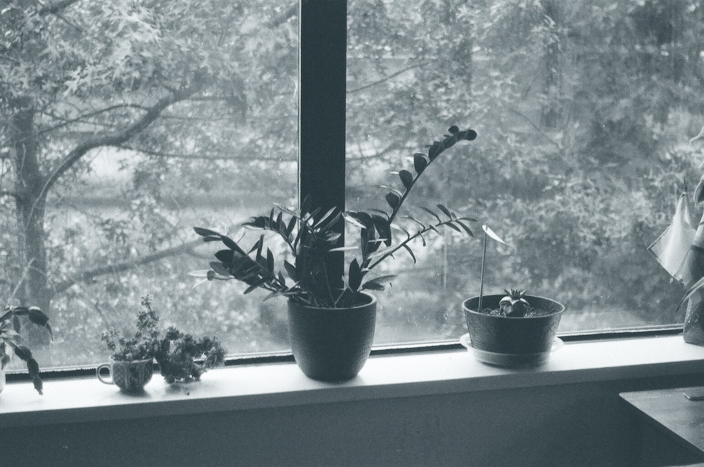 Plants on my window sill at home.